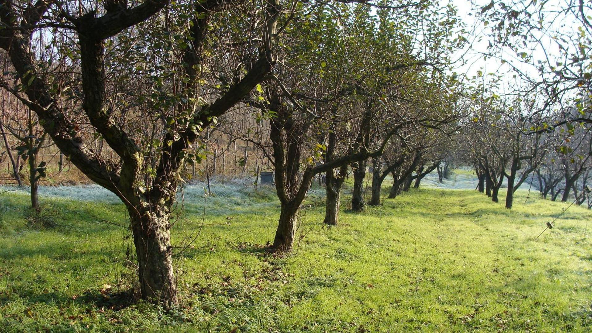 Agriturismo Cascina Degli Ulivi Novi Ligure Luaran gambar